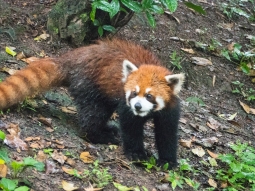 Red panda on the move