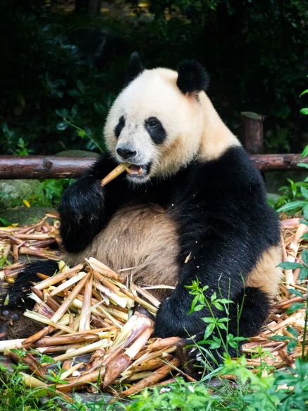 The big fella eating his way through a stack of bamboo